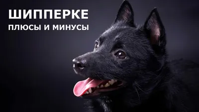 Порода собак шипперке - Породы собак обзор на Gomeovet