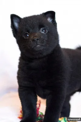 Собака Шипперке черная стоковое изображение. изображение насчитывающей  бежать - 39059715