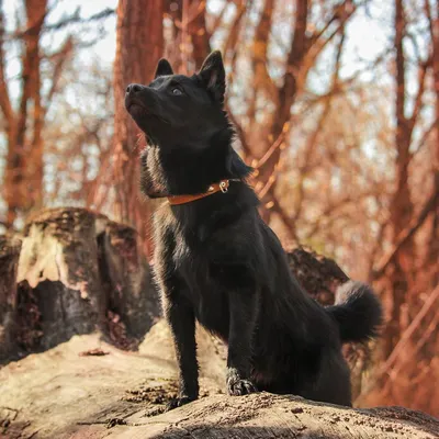 Пропала собака Шипперке, черная, без хвоста, 4 года, СТ \"Рассвет\", ул.  Панова, Феодосия | Pet911.ru
