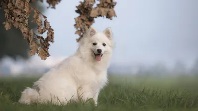 5 причин, по которым померанский шпиц — самая милая порода собак |  HappyПёс, ветеринарные клиники | Дзен