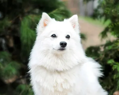 Японский шпиц: фото, щенки, характер, все о породе собаки японский шпиц |  Блог зоомагазина Zootovary.com