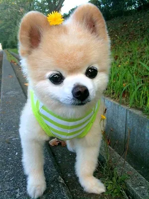 Шпиц по имени Шунсуке – одна из самых популярных собак в Японии, ее хозяйка  любит фотографировать в различной одежде, так же эт… | Смешные животные,  Собаки, Собачки