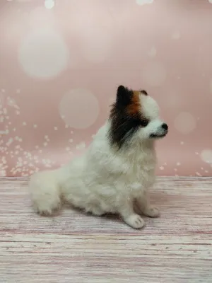 Шунсуке – самый очаровательный пес Японии | Funny animals, Cute puppies,  Cute dogs