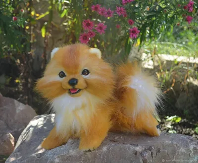 Шунсуке - самая знаменитая и очаровательная порода собак в Японии - YouTube