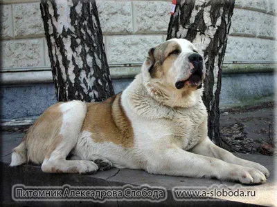 Алабай (среднеазиатская овчарка): все о породе, фото собак, характер