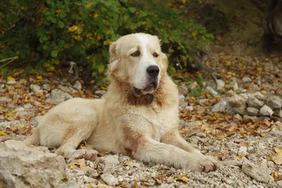 Среднеазиатская собака (62 фото) - картинки sobakovod.club