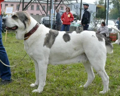 Собака: Среднеазиатская овчарка, Свердловская обл. | Pet911.ru
