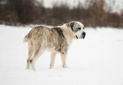 SOBAKA.LV | Породы собак | Среднеазиатская овчарка | Фото 62665