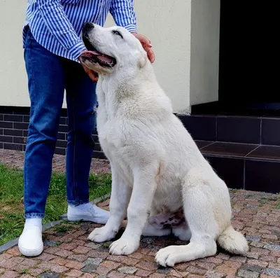 Среднеазиатская овчарка Алабай: 600 € - Собаки Одесса на Olx