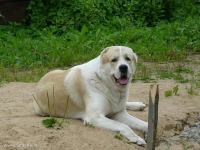 Среднеазиатская собака - 65 фото