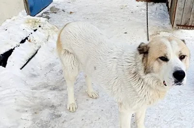 Гвинея - 3 года - Метис породы Алабай (Среднеазиатская овчарка) - Москва -  собаки в добрые руки