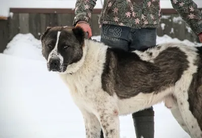 Алабай , собака, среднеазиатская овчарка, Волкодав | Shepherd dog, Labrador  retriever, Corgi