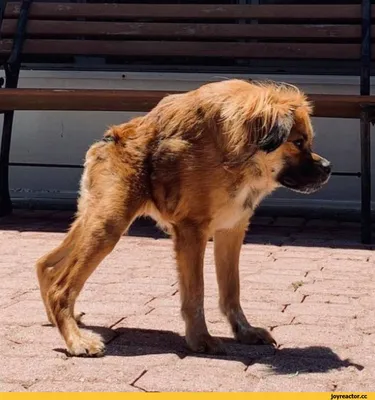 Собака сутулая фото фотографии