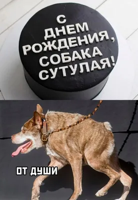 nekit3456 - Собака сутулая что сказать😂 | Facebook