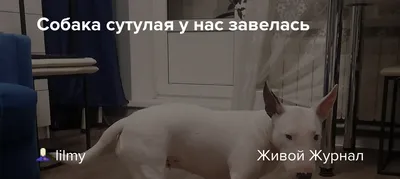 Отмечай сутулую собаку 😂 | By Лозовая | Facebook