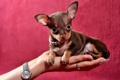 Той терьер | Miniature pinscher dog, Russian toy terrier, Baby animals  super cute