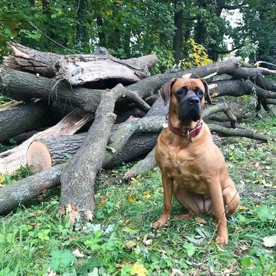 Tosa Inu, Cane Tosa Ken, Tosa Tōken, Japanese Fighting Dog, Japanese  Mastiff | Mastiff dogs, Dogs, Livestock guardian dog