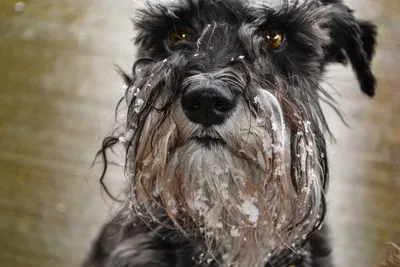 Щенок Цвергшнауцер 2 месяца, 15 дней купить Москва | Pet-Yes