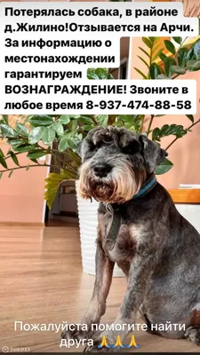 Пропала собака Цвергшнауцер Риччи! Одесская улица, 46, Ростов | Pet911.ru