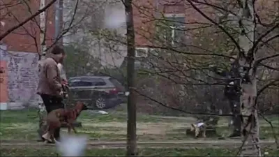 Сергей Лазарев предлагает дарить кошкам и собакам торты - 7Дней.ру
