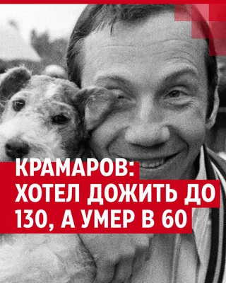 Какие собаки живут у Ивана Урганта? | Кошечка Сола 🐈 | Дзен