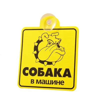 Симпатичная собака в очках сидит в машине :: Стоковая фотография ::  Pixel-Shot Studio