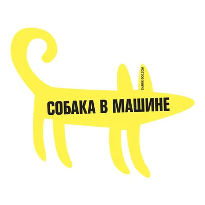Собака боится ездить в машине - как приучить питомца
