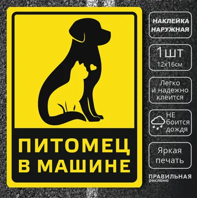 Перевозка собак в машине — как правильно перевозить собаку в машине