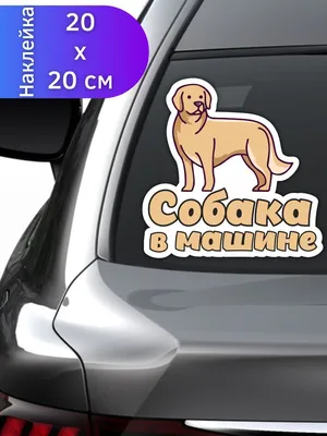 Перевозка собак в машине — как правильно перевозить собаку в машине