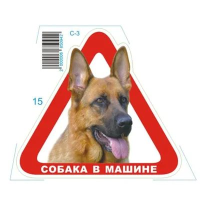 Поехали кататься! Фото смешных собак, которые обожают ездить в машине |  Minsknews.by | Дзен