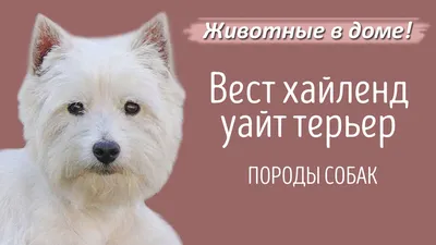 Щенки Вест Хайленд Уайт Терьер/West Highland White Terrier