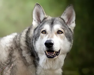 Волкособ (Wolfdog) - это активная, сильная и очень умная порода собак.  Описание, фото и отзывы.