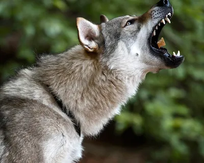 Волкособ - помесь волка и собаки