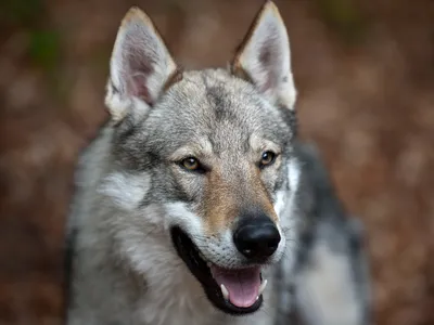 Все ли собаки представляют собой подвид волка?