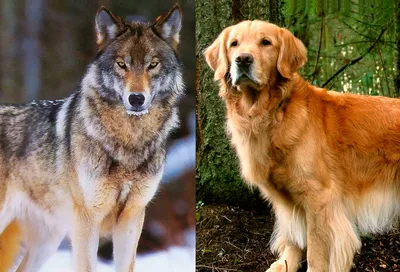 Собака- волк» — создано в Шедевруме