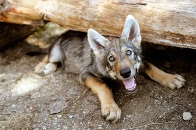 Чехословацкая волчья собака Интернет-магазин