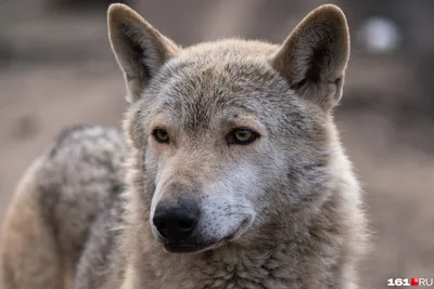 7 пород собак, которые победят волка | ВКонтакте
