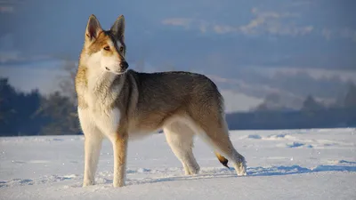 Собака волк фото фотографии