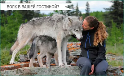 В Резекненском крае волки нападают на собак. - Nashrezekne