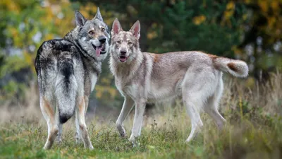 Они приходят тихо… Серовские поселки обложили волки. Съели уже около 20  собак. Люди боятся за жизнь | Истории | СеровГлобус.ру