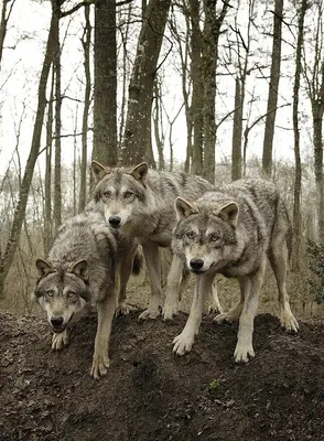 Черная собака волк породила пастуха в одиночестве в день Стоковое Фото -  изображение насчитывающей природа, головка: 158807156