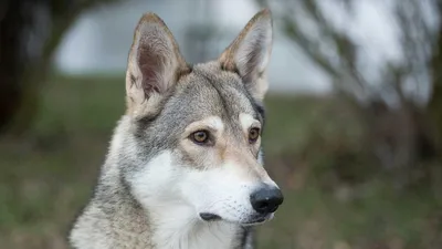 Воет, как волк: породы собак, которые не подойдут любителям тишины -  08.02.2023 | Rnews.ru