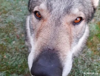 Волки напали на собаку прямо во дворе хутора, животному потребовалась  операция - Delfi RUS