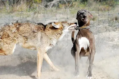 Чем отличается волк от собаки: 10 интересных фактов