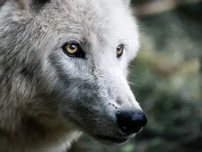 Волк Собака — стоковые фотографии и другие картинки Волк - Волк,  Изолированный предмет, В полный рост - iStock