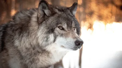 Чем волк отличается от собаки: 10 различий в физиологии и характере |  Приключения натуралиста | Дзен