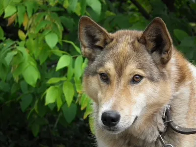 Напугавший астанчан «волк» оказался собакой (фото)
