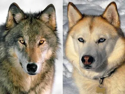 Собака и волк. Несколько отличий. | Заметки Wolf - Тренера | Дзен