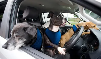 5 собак за рулем авто, которые попали в объектив сыктывкарцев