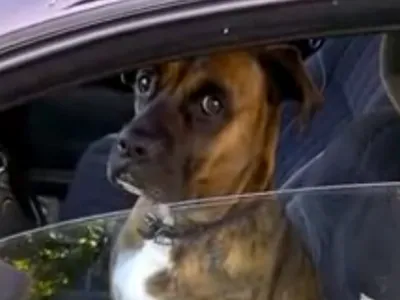 Почти как люди: собак усадили за руль авто и сделали забавные фото: читать  на Golos.ua